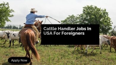 Cattle Handler Jobs In USA For Foreigners