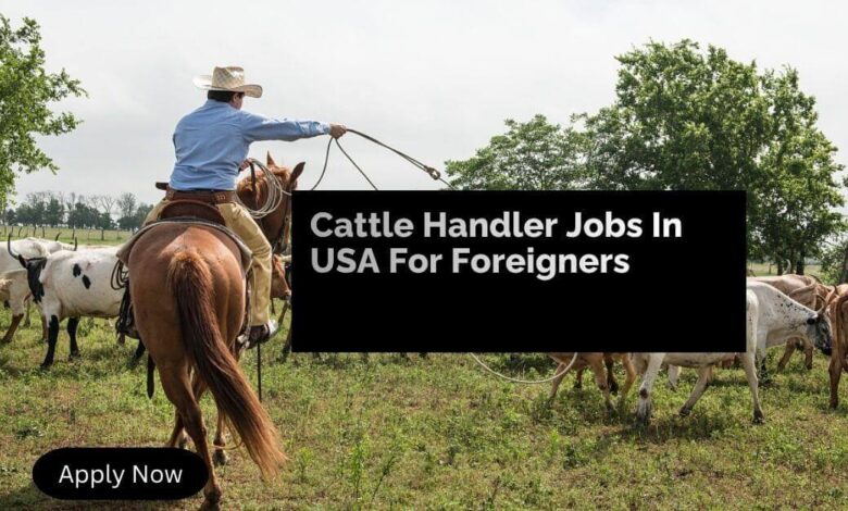 Cattle Handler Jobs In USA For Foreigners
