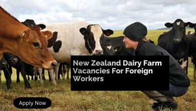 New Zealand Dairy Farm Vacancies For Foreign Workers