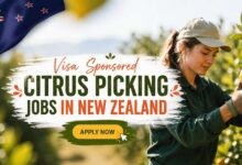 Visa Sponsored Citrus Picking Jobs in New Zealand