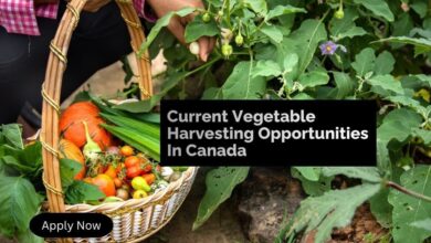Current Vegetable Harvesting Opportunities In Canada